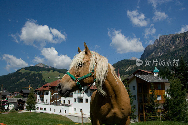 吃鲜草的金发马，Dolomiti -意大利阿尔卑斯山